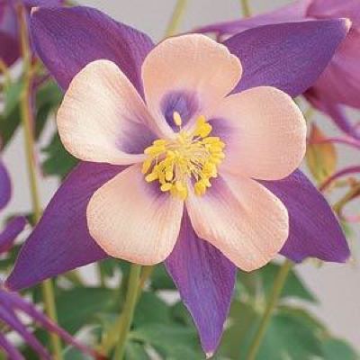 Songbird Nightingale columbine Columbine Songbird Nightingale - Aquilegia x hybrida