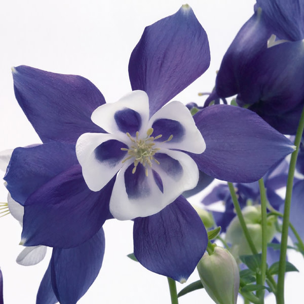 Columbine Spring Magic Blue and White - Aquilegia x hybrida