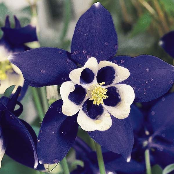 Columbine Spring Magic Navy and White - Aquilegia x hybrida