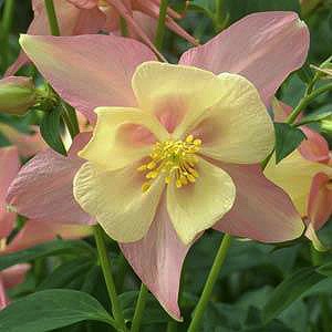 Columbine Swan Pink Yellow - Aquilegia x hybrida