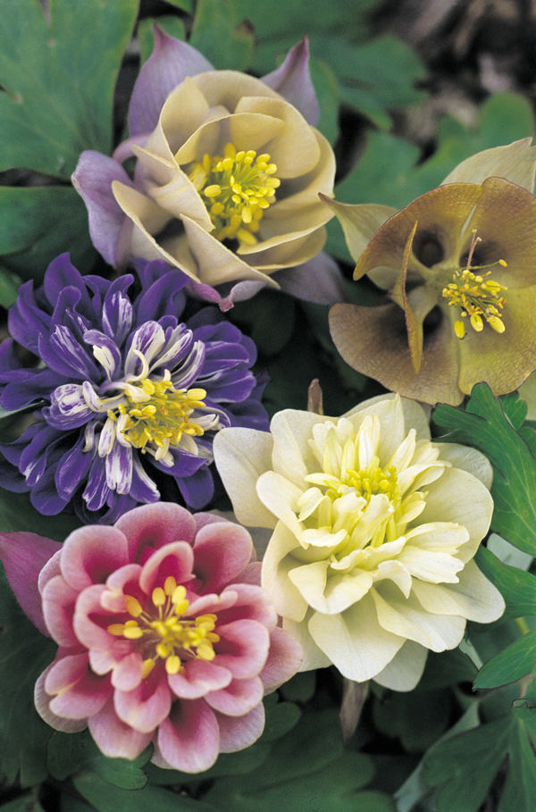 Columbine Sweet Rainbows