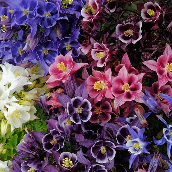 Winky Single Mix columbine Columbine Winky Single Mix