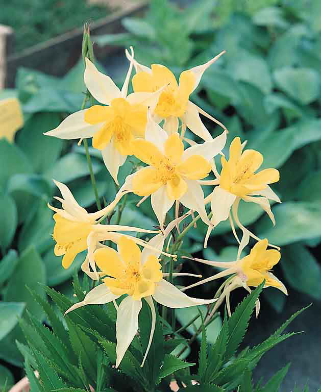 Yellow Star columbine Columbine Yellow Star - Aquilegia x caerulea