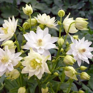 Clementine White columbine Clementine White columbine seeds