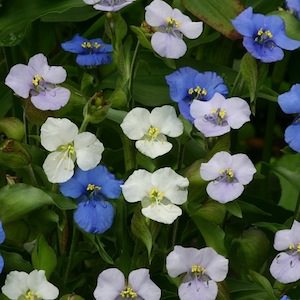 Ouverture Mix commelina Ouverture Mix Commelina seeds
