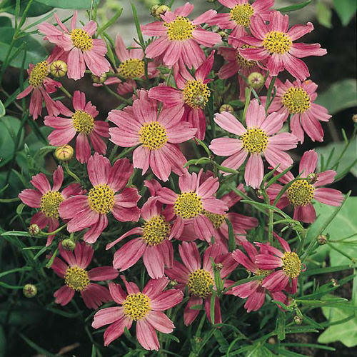 American Dream coreopsis American Dream Coreopsis