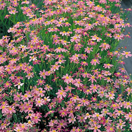 American Dream coreopsis Coreopsis American Dream - Coreopsis roseus