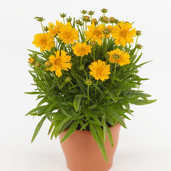Double the Sun coreopsis Double the Sun coreopsis