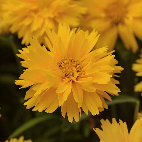 Coreopsis Double the Sun seeds