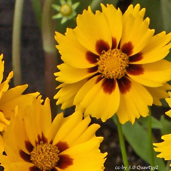 Sterntaler Coreopsis Seeds - Perennial Flower Seeds