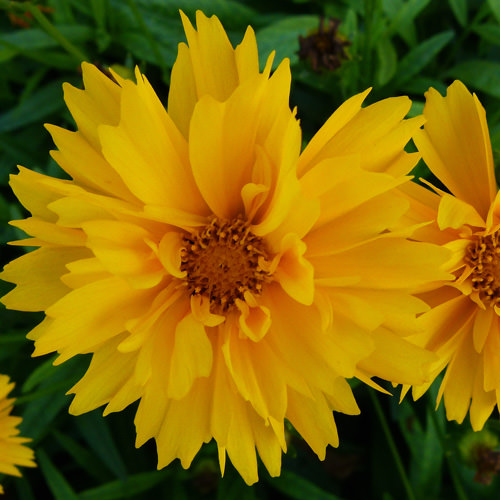 Suburst coreopsis Coreopsis Suburst - Coreopsis lanceolata