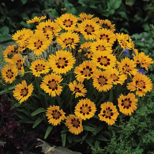 Sunfire coreopsis seeds 2 in. golden-yellow flower petals, burgundy at the base.