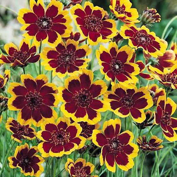 Brunette Cosmidium Brunette Cosmidium seeds