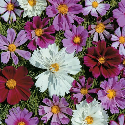 Double All Sorts Mix cosmos Double All Sorts Mix cosmos seeds