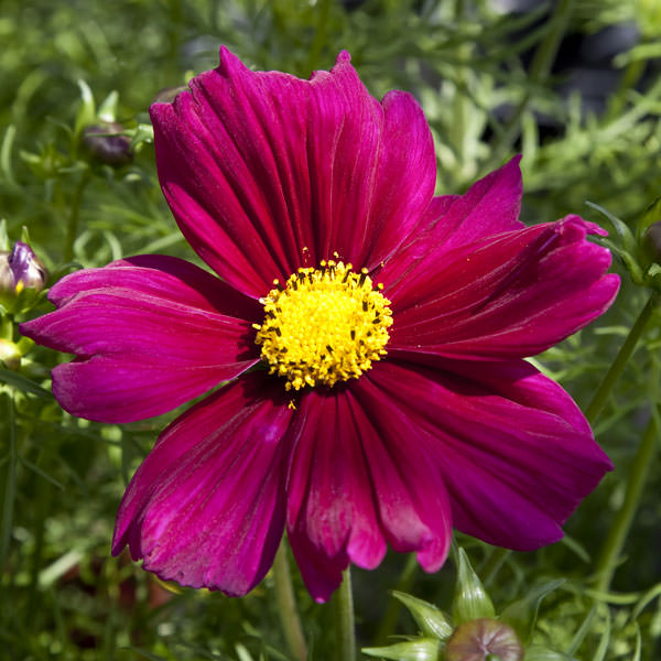 Cosmos Apollo Carmine cosmos