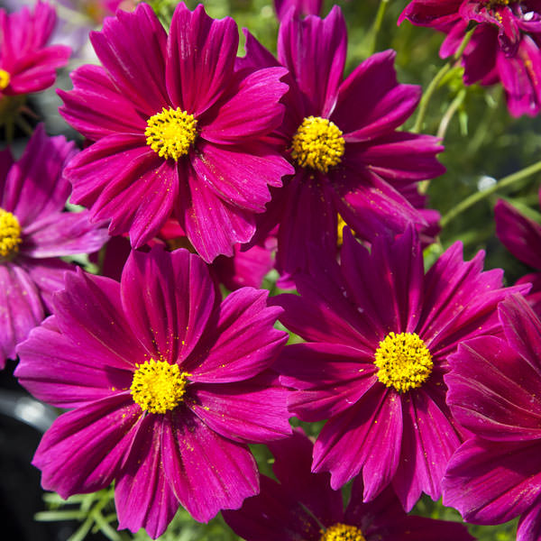 Apollo Carmine cosmos seeds