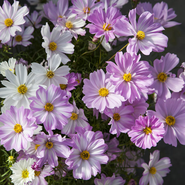 Apollo Lovesong cosmos seeds