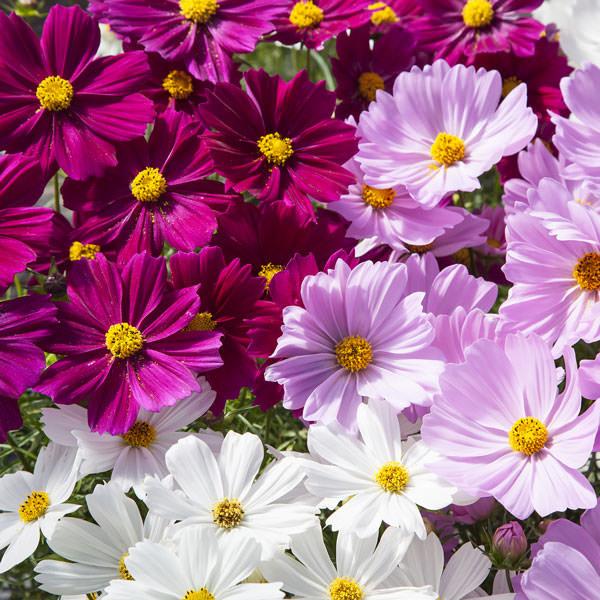 Apollo Mix cosmos seeds