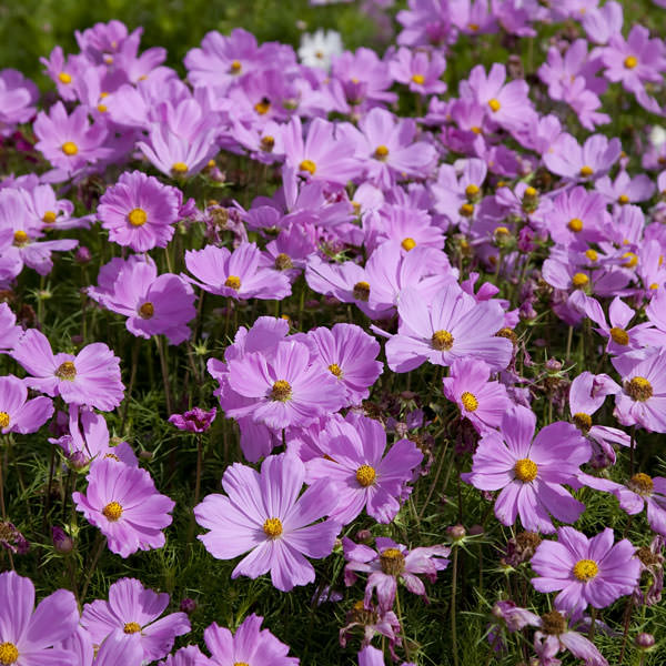 Cosmos Apollo Pink