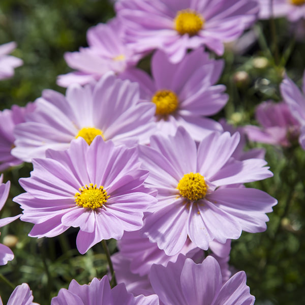 Apollo Pink cosmos seeds