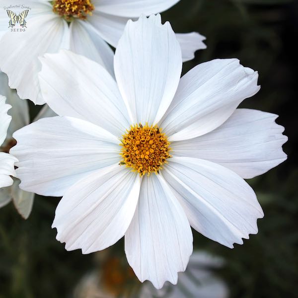 Image of Cosmos white annual flower