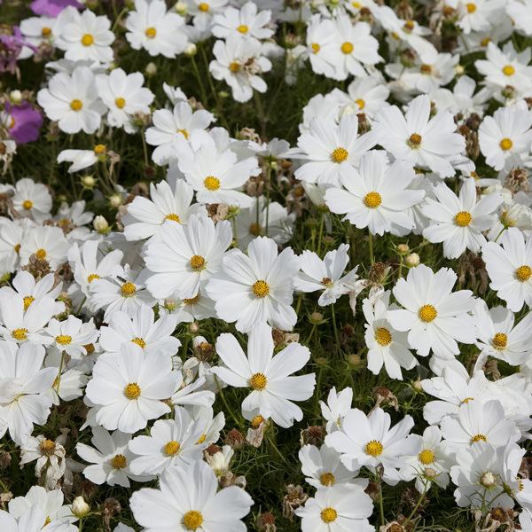 Apollo White cosmos flowers