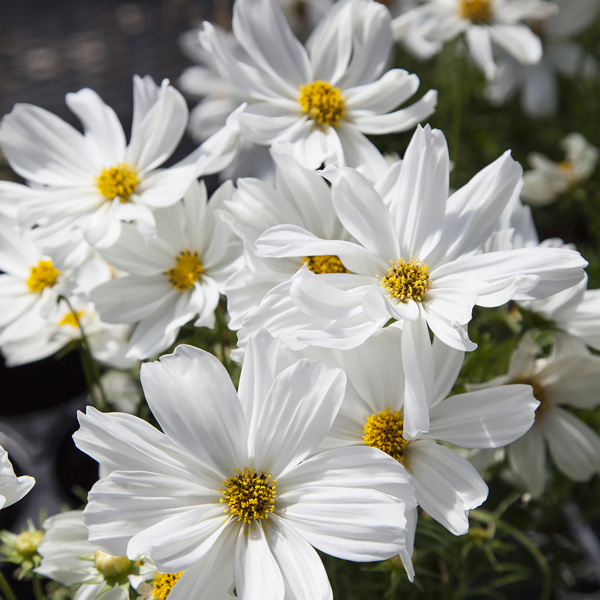 Cosmos Apollo White