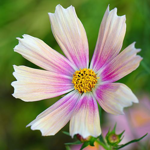 Apricot Lemonade cosmos seeds