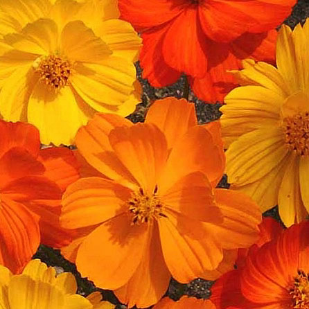 Bright Lights cosmos Bright Lights cosmos seeds