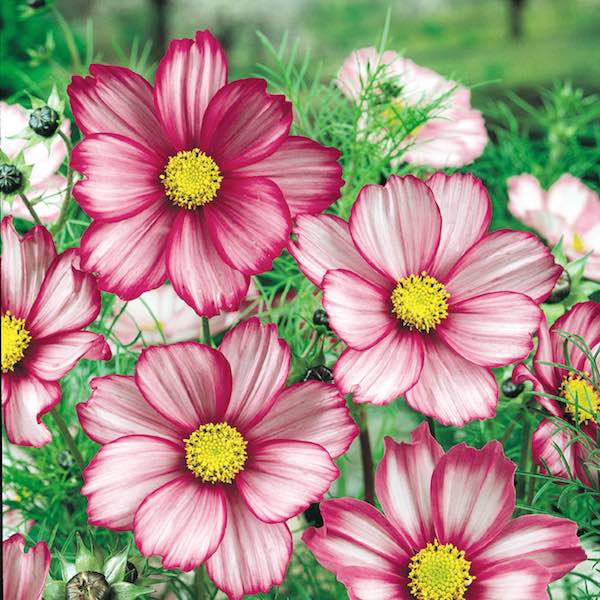 Candy Stripe cosmos seeds