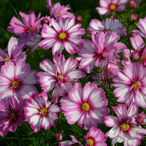 Capriola cosmos seeds