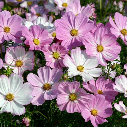 Cosimo Pink-White cosmos seeds