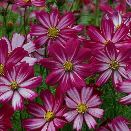 Cosimo Purple Red-White cosmos seeds