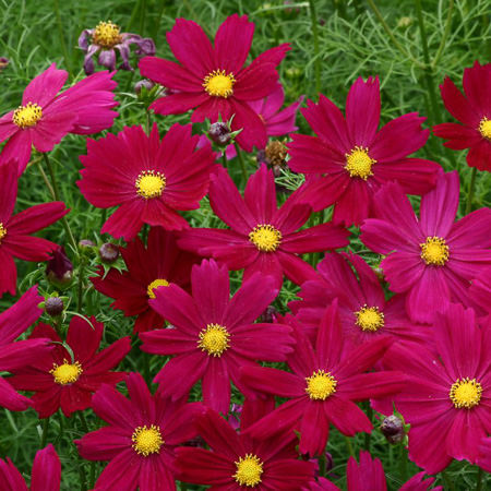 Cosimo Purple Red cosmos Cosimo Purple Red cosmos seeds