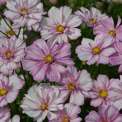 Cosimo Collarette cosmos seeds