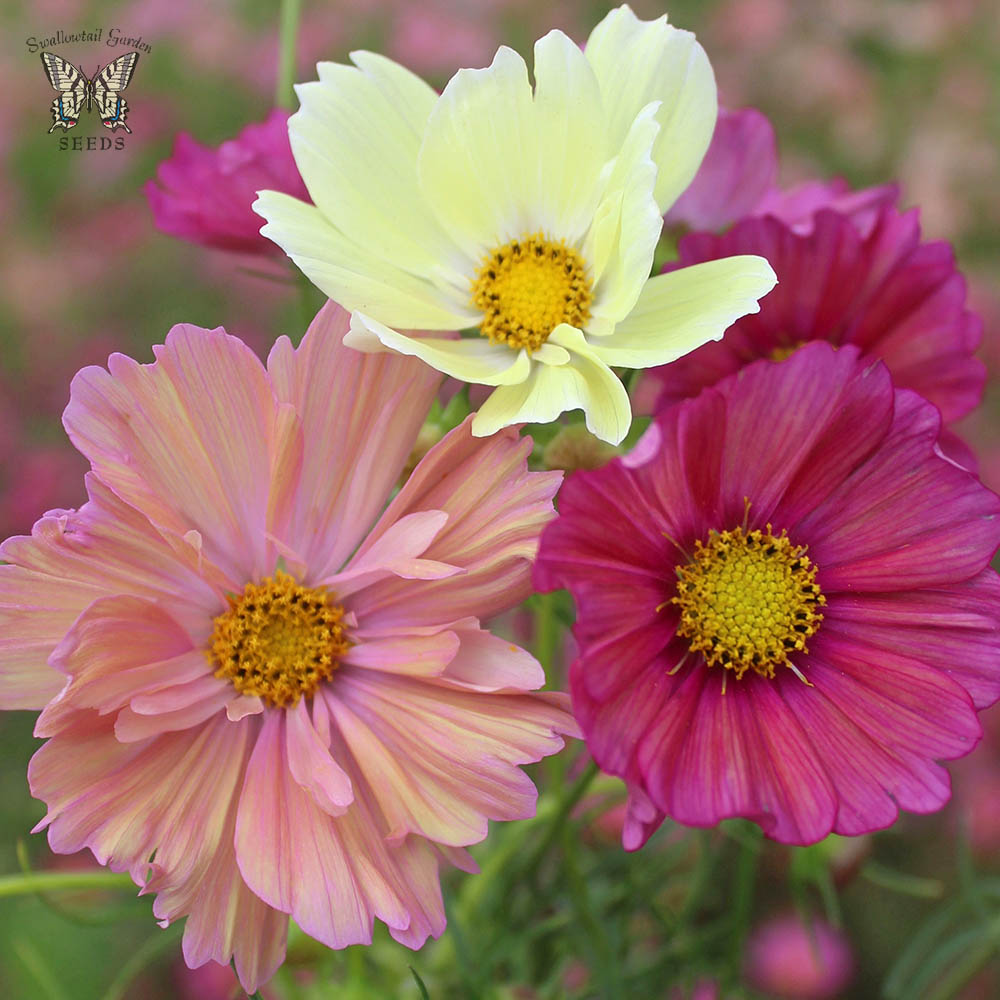 thumbnail image 2 of The Cupcakes Mixed Cosmos | John Scheepers Kitchen Garden Seeds 2 of 9