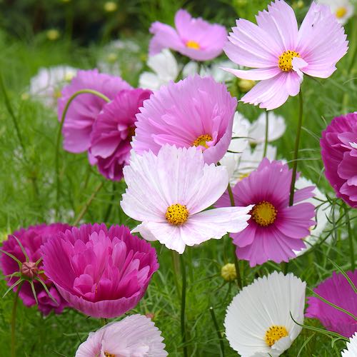Cups and Saucers Mix cosmos seeds