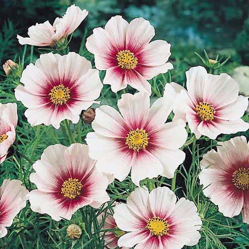 Daydream cosmos seeds