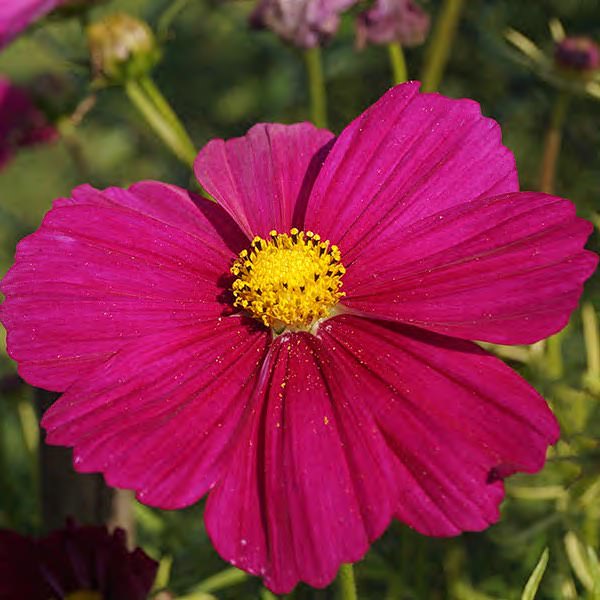 Dazzler cosmos Dazzler cosmos seeds