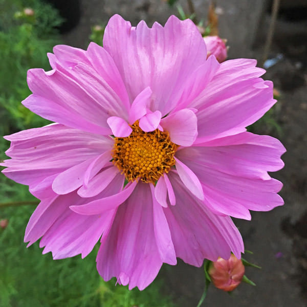 Double All Sorts Mix cosmos Cosmos Double All Sorts Mix