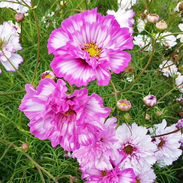 Cosmos Double Click Bicolor Violet