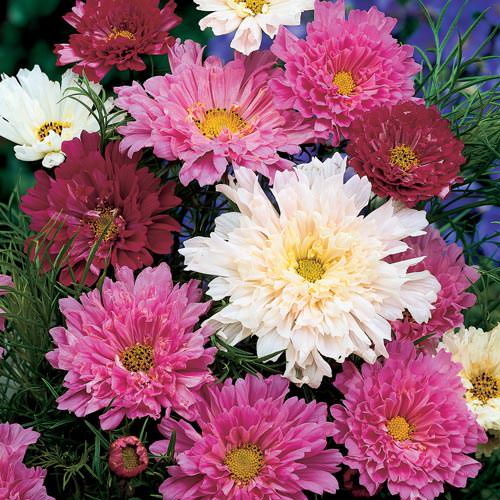 Double Click Mix cosmos seeds