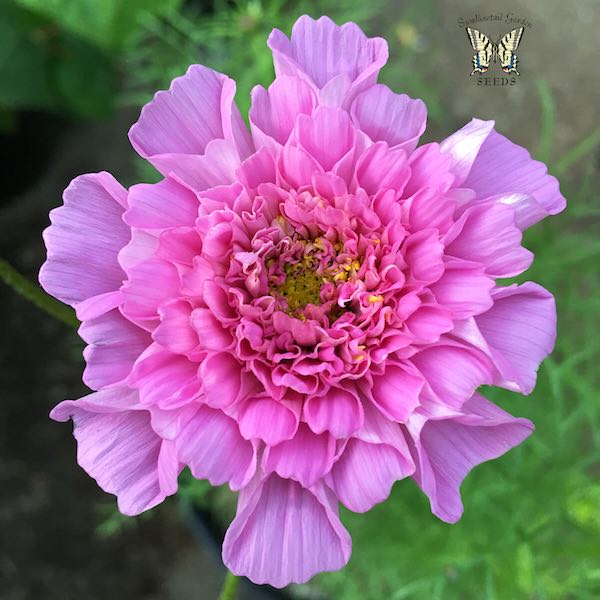 Double Click Rose Bon Bon cosmos seeds