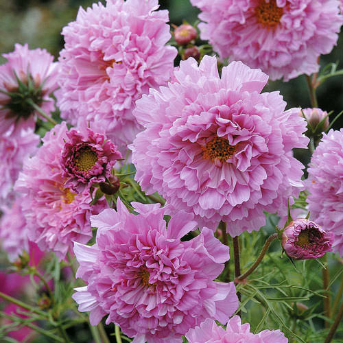 Double Click Rose Bon Bon cosmos seeds