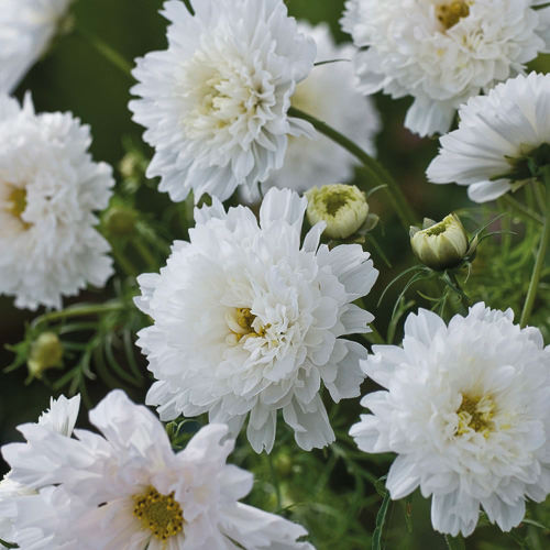 Double Click Snow Puff cosmos seeds