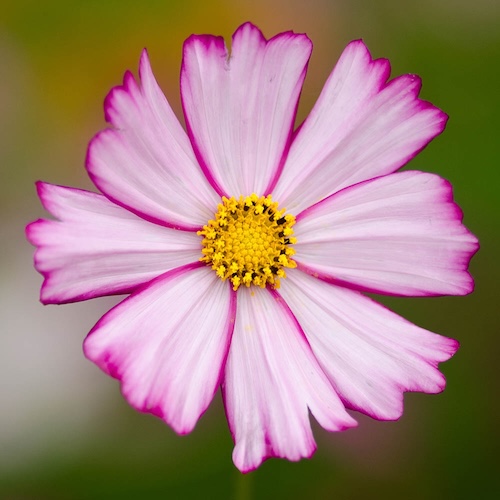 Cosmos Dwarf Purple Picotee