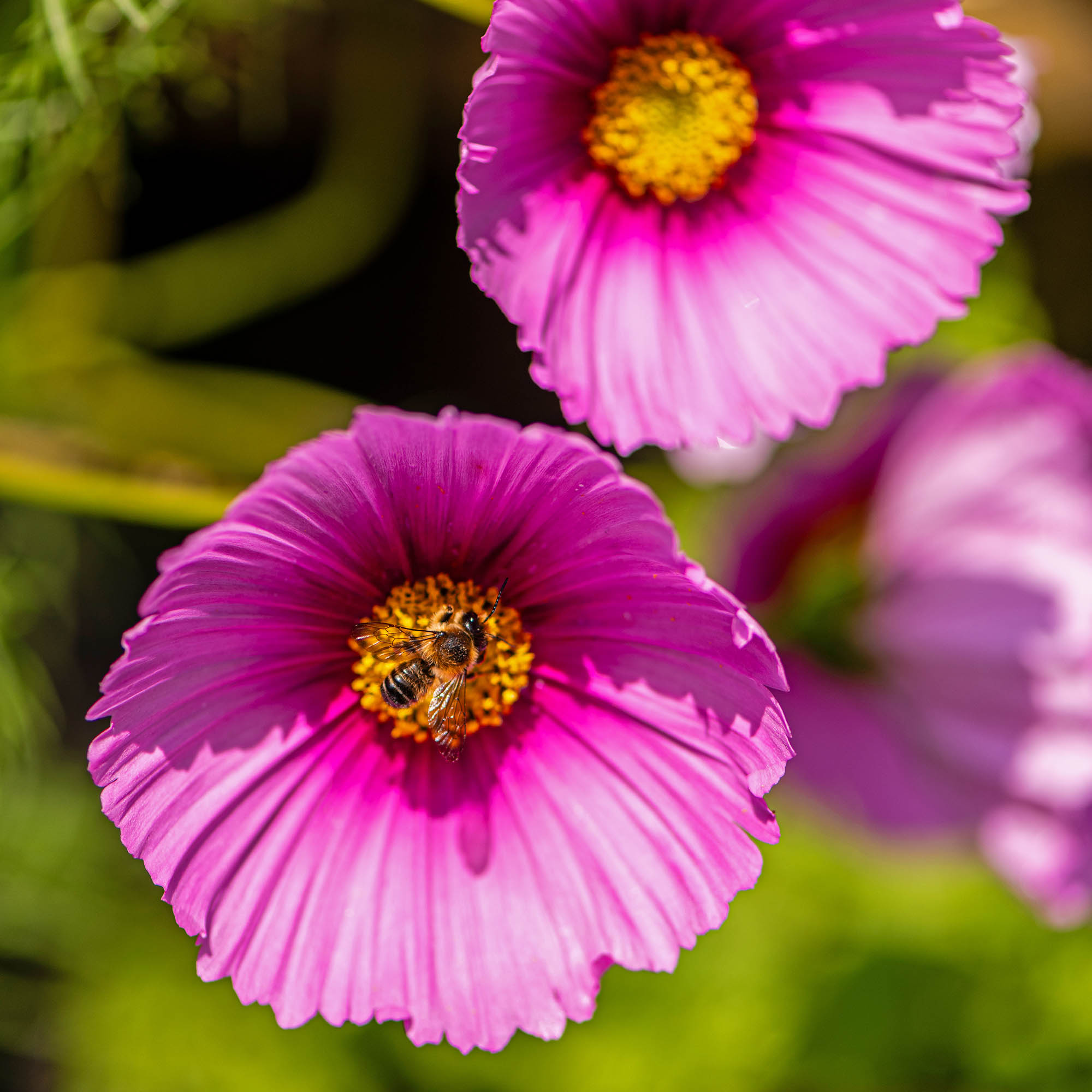 Cosmos Fondant Fancy Flower