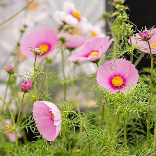 Cosmos Fondant Fancy