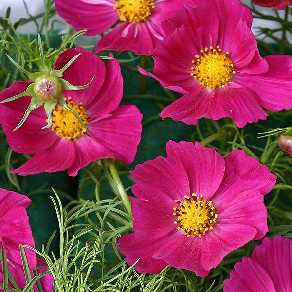 Hot Pink cosmos Hot Pink cosmos seeds