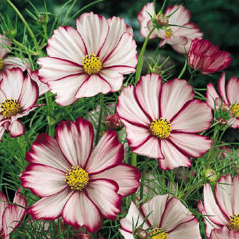 Picotee cosmos seeds